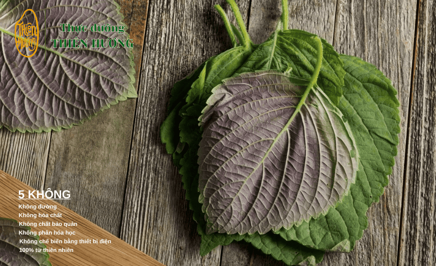 Thực dưỡng lá tía tô và cách sử dụng đúng 2 Lá tía tô chứa hàm lượng chất dinh dưỡng vượt trội