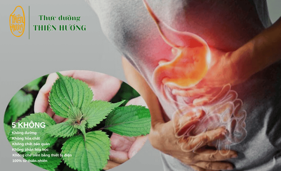 Thực dưỡng lá tía tô và cách sử dụng đúng 4 Sử dụng lá tía tô không đúng cách có thể gây ra những bệnh lý về đường tiêu hoá