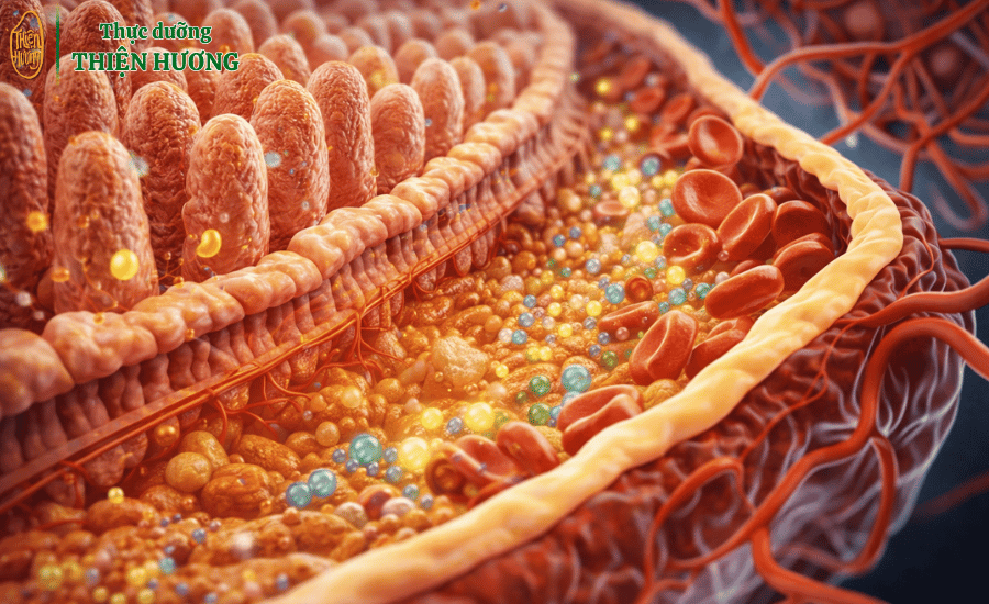 So sánh dinh dưỡng các loại hạt: Khám phá lợi ích và cách chọn hạt phù hợp cho cơ thể 2 Tuần hoàn hệ tiêu đề